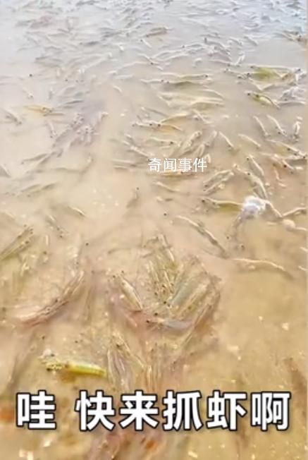 廣東一海灘突然涌現大量海蝦 引發了人們的疑慮與猜測