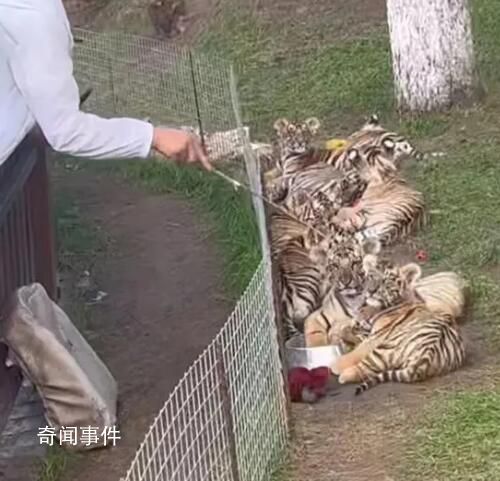 男子景區拿木棍捅小老虎 已收到相關舉報