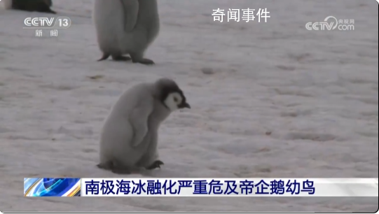 南極海冰融化致帝企鵝幼鳥被淹死 南極海冰提前融化