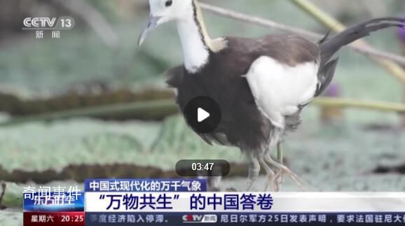 這是“萬物共生”的中國答卷 一大批珍稀瀕危物種得到有效保護