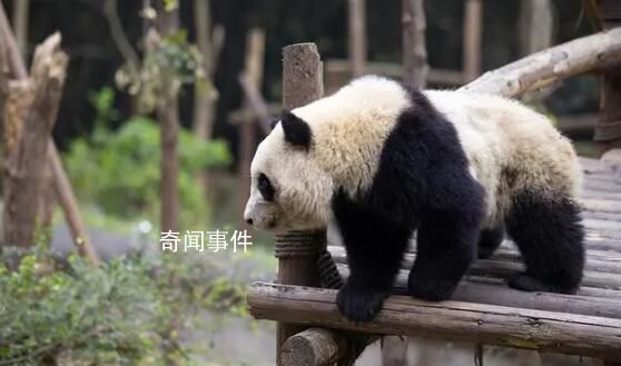 2游客被終生禁入成都大熊貓基地 因私自向大熊貓投喂違反相關(guān)規(guī)定
