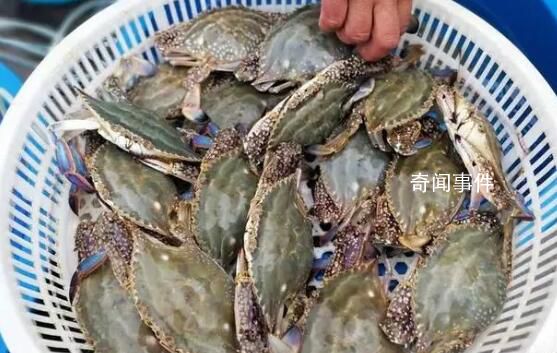 浙江舟山梭子蟹銷量售價雙雙反彈 售價達到近期的最高點