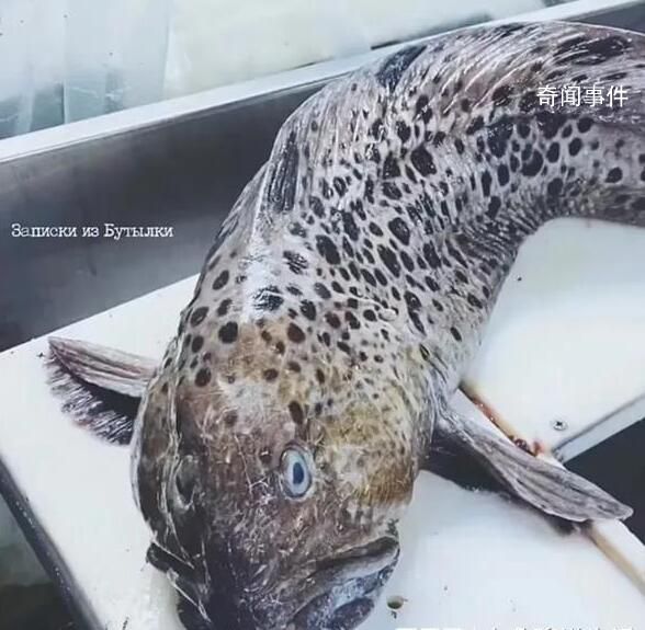 俄羅斯海岸驚現深海恐怖怪魚 讓人懷疑是外星恐怖生物一樣