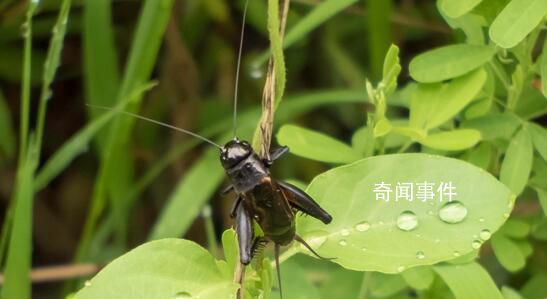 資深蟋蟀捕手玉米地淘金月入過萬 引起網(wǎng)友關(guān)注熱議