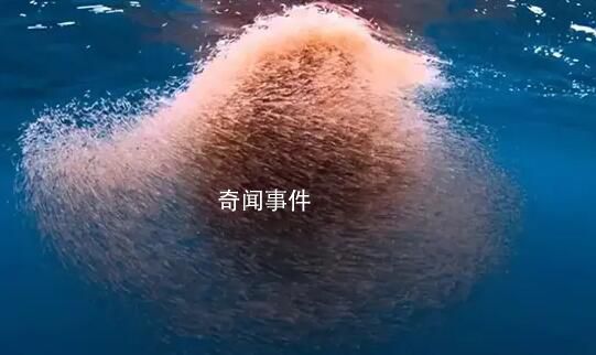 中國在南極意外發(fā)現(xiàn)海上糧倉 儲量10億噸可養(yǎng)活14億人