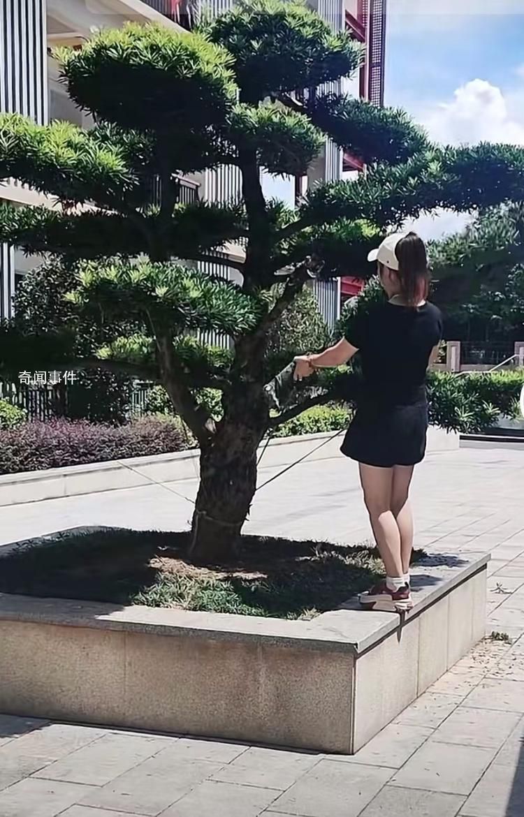 女子撞斷綠化樹枝被索賠8000 目前事情已經(jīng)處理完畢