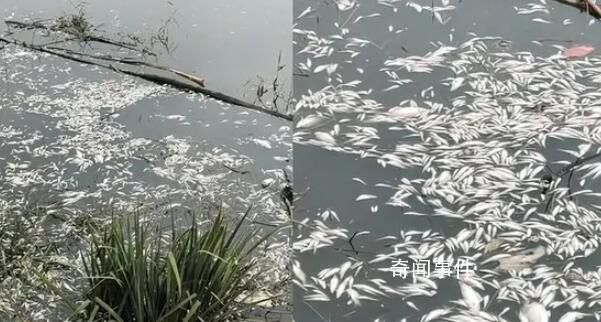 邯鄲一地河面現大量死魚 已在沿岸企業取水樣化驗