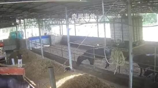 6歲男孩在牛棚玩耍被公牛頂撞離世 剛滿6歲