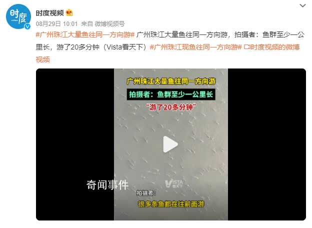 廣州珠江水面現魚群齊游 魚群至少一公里長游了20多分鐘