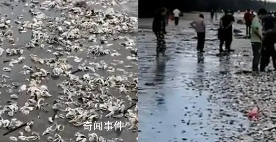 臺風蘇拉過境廣東海灘現大量海鮮 市民直呼：撿不完根本撿不完