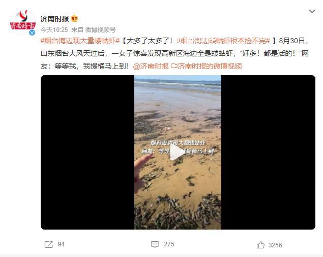 煙臺海邊現大量螻蛄蝦 網友：太多了太多了