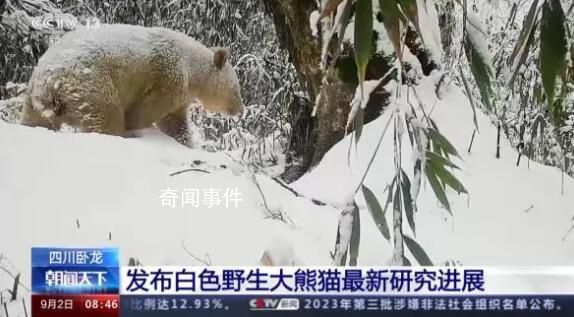 白色野生大熊貓最新研究進展 生存狀態良好