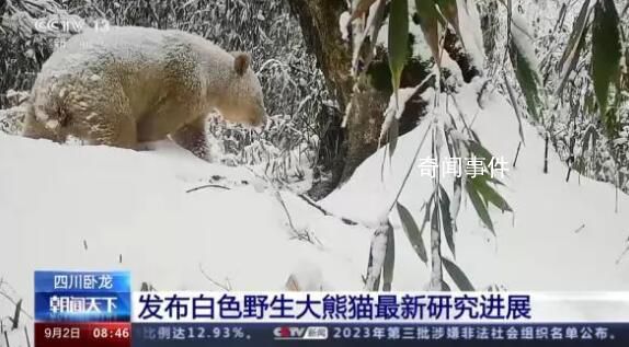已知唯一野生白色熊貓確認為雄性 謎底揭曉