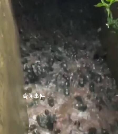 雨后養殖場牛蛙出逃村民狂撿 有的人撿了帶走了有的歸還給養殖場了
