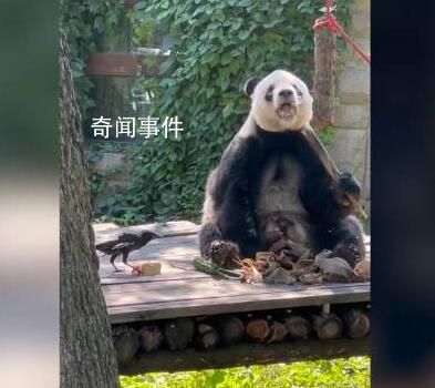 萌蘭哥哥萌二也開始養鳥了 烏鴉踩在胡蘿卜上享用窩頭