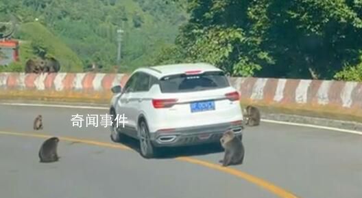 景區回應猴子“排兵布陣”圍堵汽車