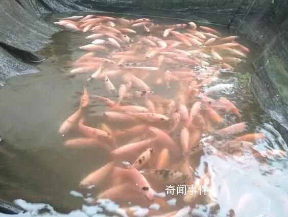福建一金魚養殖場因暴雨損失300萬 因防范措施不到位導致養殖場內大量金魚被沖走