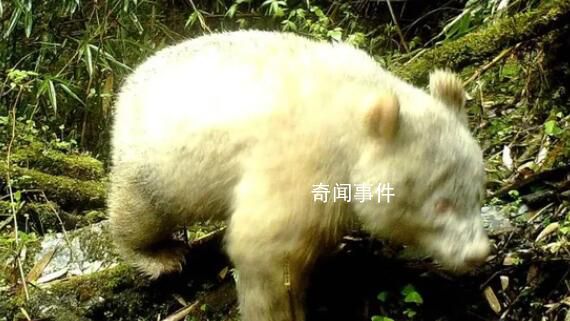 全球首只白色大熊貓最新研究成果 與其他大熊貓互動良好