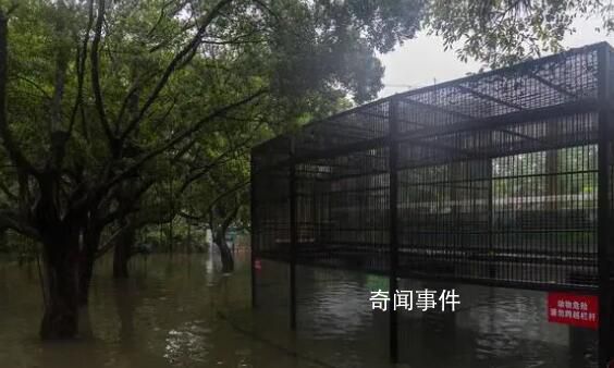 暴雨后的動物園:猛獸顯得暴躁