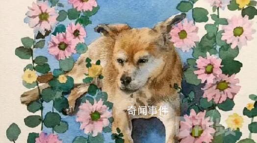 網紅流浪狗“黃主任”去世了 一路走好