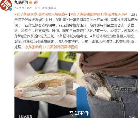 女子身體綁藏15條活蛇入境被查 該批活體動物已移交相關部門處理