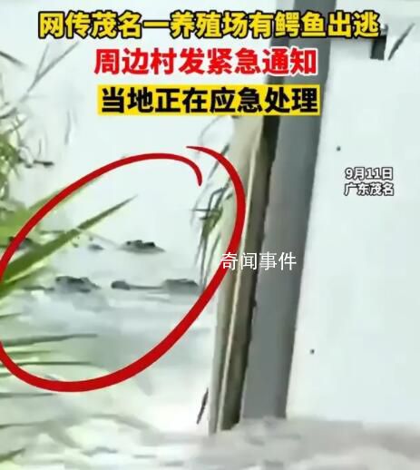 鎮政府回應暴雨致養殖場鱷魚出逃 確有此事正在抓捕