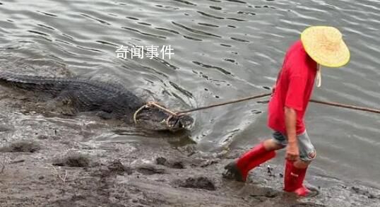 廣東鱷魚暴雨中出逃已抓回36條 目前暫未出現鱷魚傷人事件