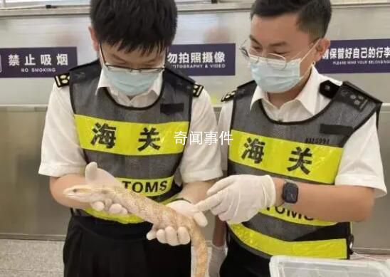 女子胸前腰部綁藏15條活體蛇入境 引起不少人關注