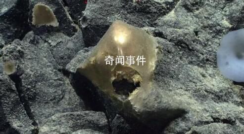 美國科學(xué)家在海底發(fā)現(xiàn)神秘金蛋 疑為未知生物所產(chǎn)