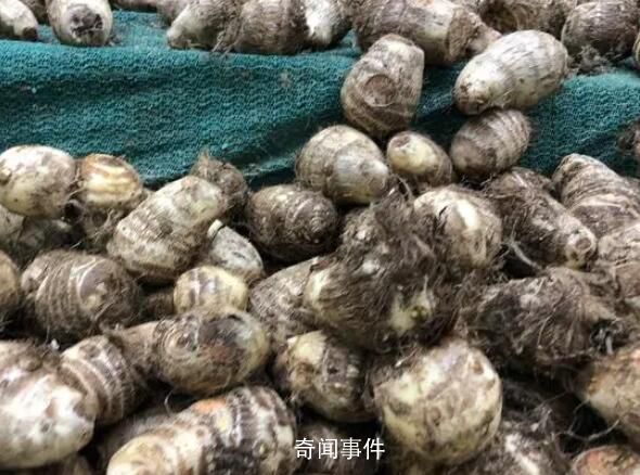 小偷1夜挖700斤芋頭被抓 農戶笑了