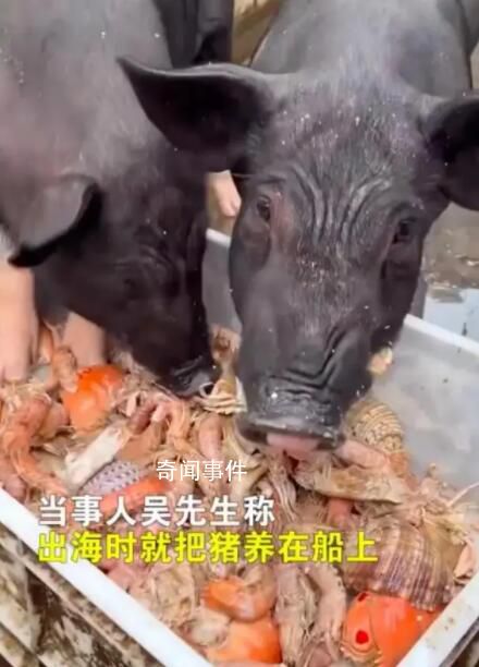 男子給豬喂皮皮蝦螃蟹 稱：想讓它吃好點(diǎn)養(yǎng)大了自己吃