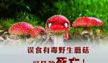 野蘑菇中毒多久有反應 具體發(fā)作時間與蘑菇毒性程度有關
