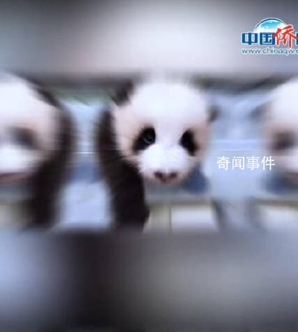 對愛寶的雙胞胎幼崽毫無抵抗力 實在是太可愛了