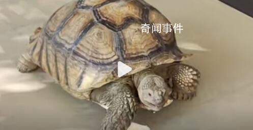 群眾撿66斤“大寶貝”交給派出所 已送往襄陽市陸生野生動物收容救護中心進行救護