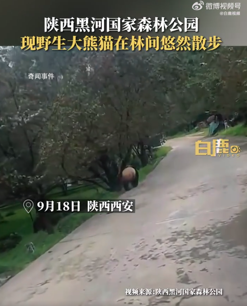 野生大熊貓被偶遇 下一秒拔腿就跑