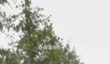 卡德羅夫健康狀況惡化?克宮回應