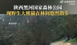 野生大熊貓被偶遇 下一秒拔腿就跑