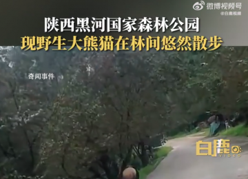 野生大熊貓被偶遇 下一秒拔腿就跑