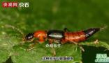 河南多地已發(fā)現(xiàn)隱翅蟲 隱翅蟲的毒性有多強(qiáng)
