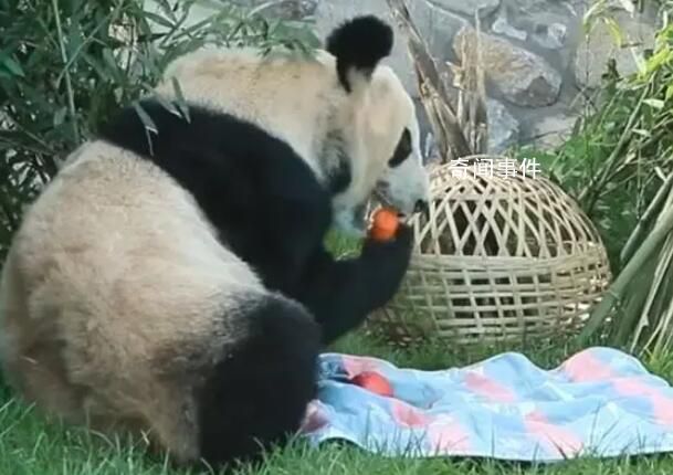 丫丫小毯子里找蘋果 丫丫找食物的樣子真機靈