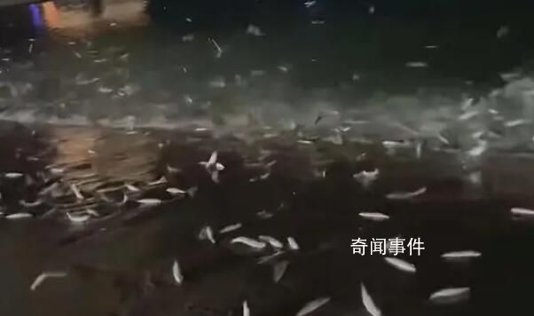 廣東大量魚躍出海面跳上岸 官方回應(yīng)
