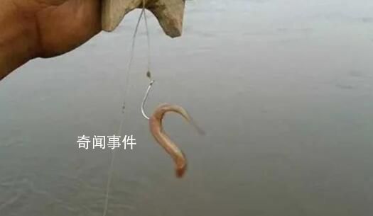 用活泥鰍釣魚 為何會判刑?