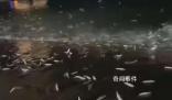 廣東大量魚躍出海面跳上岸 官方回應