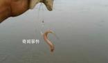 用活泥鰍釣魚 為何會判刑?