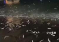 廣東大量魚躍出海面跳上岸 官方回應