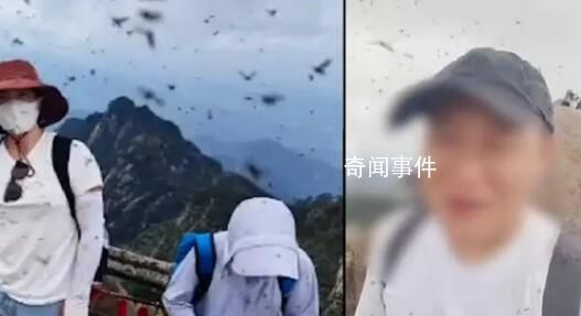 黃山飛蟲成災直撲人臉 已跟園林部門溝通將進行處理