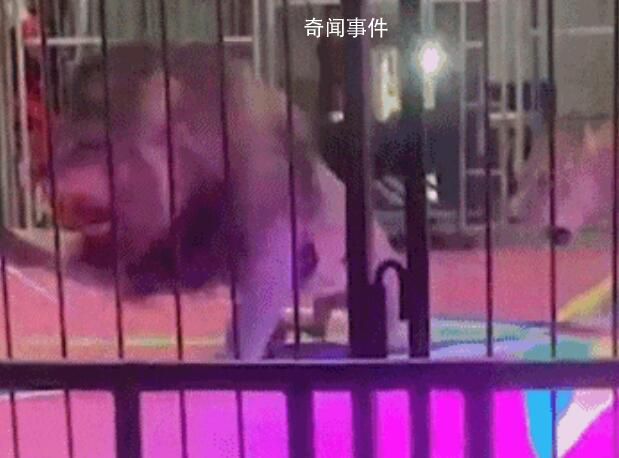 黑龍江一馬戲團獅子突然撕咬員工 看著都心驚膽顫