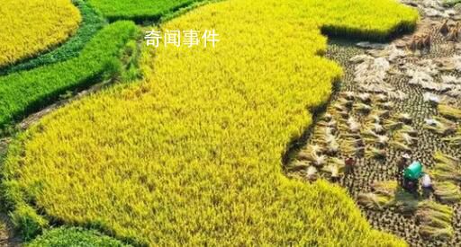 秋游鄉村賞“豐”景 節慶活動新亮點