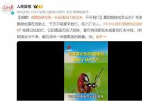 遇隱翅蟲第一反應要用力吹走 隱翅蟲號稱飛行的硫酸