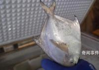 漁民放生300斤海龜收獲3000斤鯧魚 總計達到3000斤令人震驚